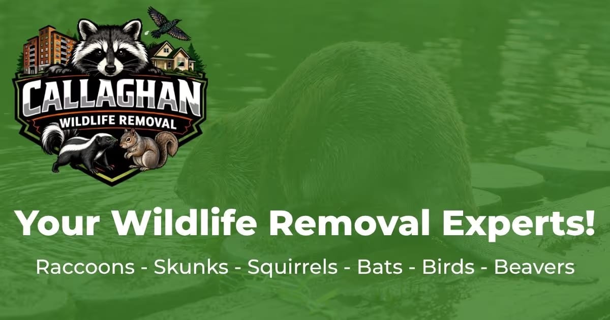 Callaghan Wildlife Removal & Exclusion Experts, your wildlife removal experts