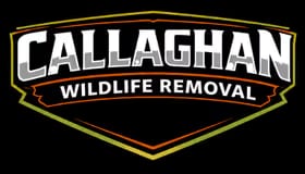 Callaghan Wildlife Removal Experts