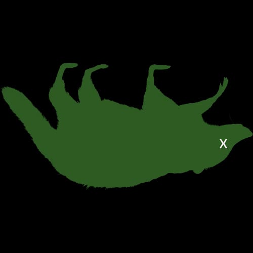 Mosquito Icon