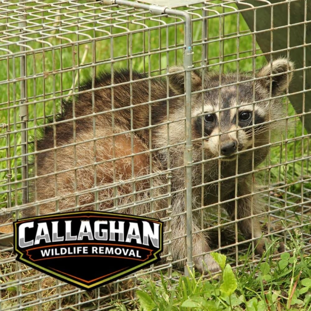 Callaghan wildlife trapping and removal